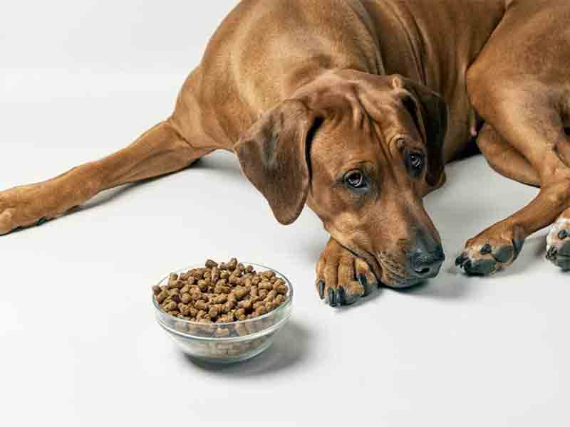 Dog is not eating food | Why dogs dont want to eat | How to feed dogs during illness